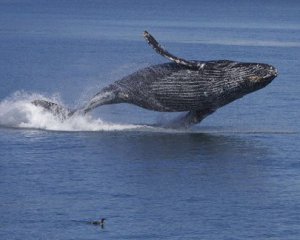 Ученые обнародовали пение влюбленного кита
