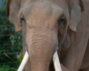 Слон напав на доглядача зоопарку