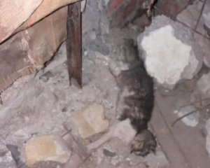 Живодери зв&#039;язують лапи бездомним тваринам і залишають помирати в підвалі