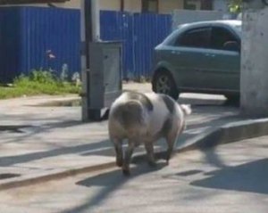 Верещала, як сирена: свиня втекла від водія-невдахи