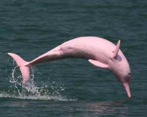 В единственного в мире розового дельфина родился детеныш