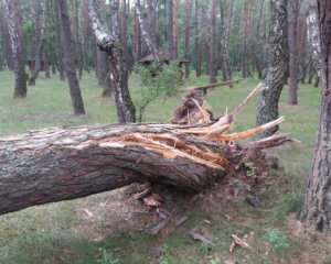 Дерево убило женщину