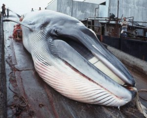 Полювання на китів знову буде законним