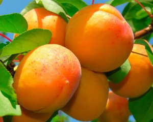 Сколько стоят украинские абрикосы