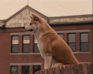 Всех псов ссылают на свалку: интересные фильмы о собаках