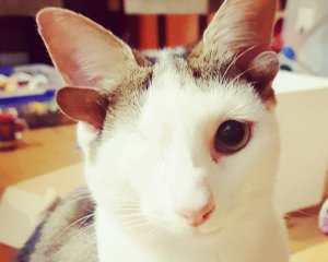 Чотири вуха та одне око: мережу підкорив незвичайний кіт