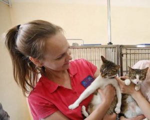 Во Львове провели первую в мире перепись бездомных кошек
