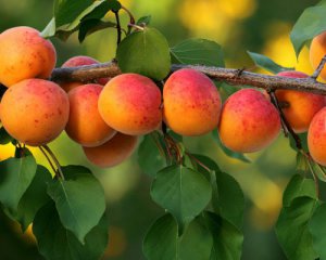 Який літній фрукт має найбільшу користь