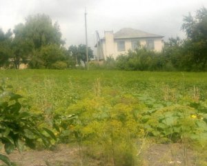 У Тетіївському районі жінка вирощувала мак поблизу сільської ради