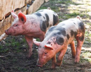 На Полтавщині оголосили карантин - знайшли африканську чуму свиней (доповнено)