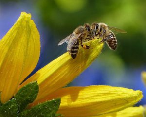 Що робити, якщо ваші бджоли отруїлися