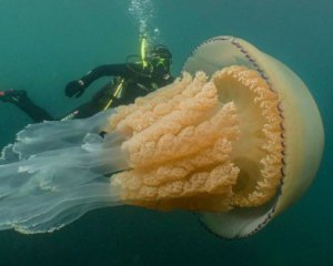 Сняли медузу, которая больше человека