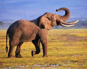 Экстремальное сафари: разъяренный слон атаковал туристов