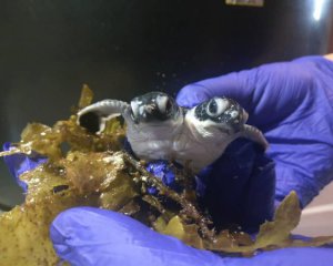 Нашли новорожденную двуглавую черепаху