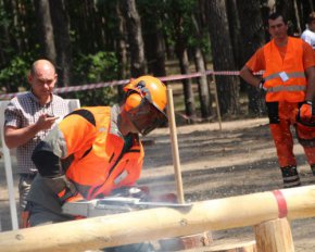 Під Полтавою лісоруби валили ліс на швидкість - яскраві фото