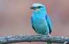 В Украине фотограф "поймал" редкую голубую птицу, которая почти исчезла