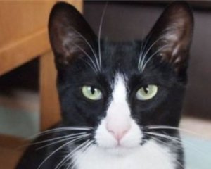 Кіт завадив команді забити гол наприкінці матчу