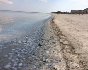 Кримський міст спричинив масовий мор медуз: в мережі опублікували докази