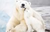 Хижацька ніжність: показали зворушливі фото ведмедиць з їхніми малюками