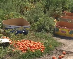 Смерть из-за гнилых помидоров: сын фермера одним ударом убил односельчанина