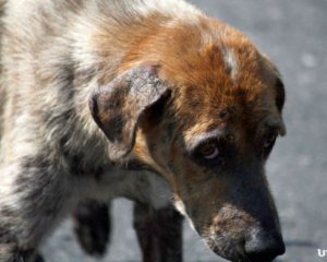 На Луганщині судитимуть чоловіка, який викинув собаку з вікна
