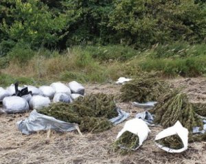 Правоохоронці знайшли в лісосмузі 150 кг марихуани