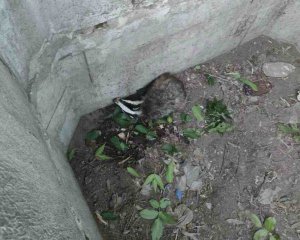 Рятувальники витягли борсука з ями