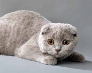 Шотландские вислоухие кошки имеют проблемы с ушами