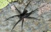 Виявили новий вид павука