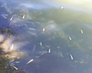 Жители Донецка жалуются на дохлую рыбу