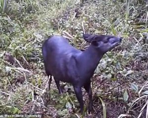 Редкое животное удалось снять на видео