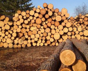 На Харьковщине лесники украли леса на 24 млн