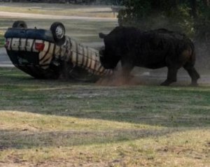 Разъяренный носорог перевернул автомобиль с женщиной