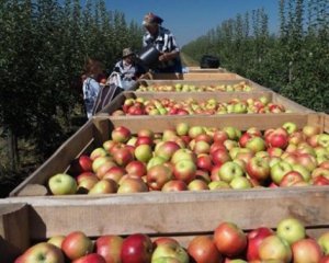 ЄС більше не хоче українських яблук і груш