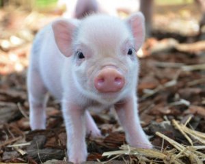 У селі Томилівка чоловік два місяці крав свиней