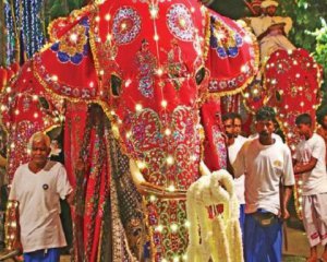 Взбешенный слон напал на толпу на религиозной процессии