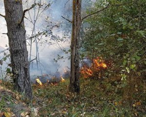 Горіло 100 га лісу: рятувальники ліквідували масштабну пожежу