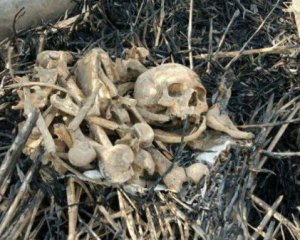 Знайдені кістки виявилися людськими