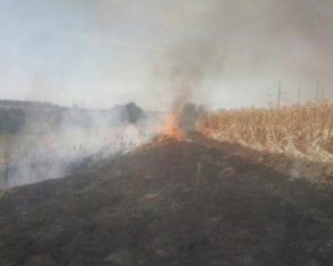 Загорелось 300 га кукурузного поля