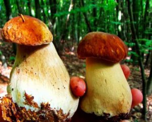 Сезон отруєнь грибами почався — вже 12 постраждалих