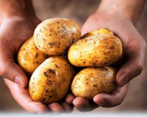 В Украину завезли рекордное количество картофеля