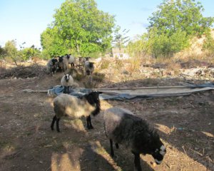 "Вівці вже знали: підходити до дроту зась"