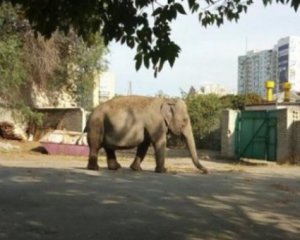 Размахивала хоботом возле детсада: по городу прогулялась слониха