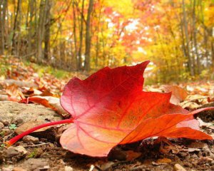 "Далі будуть пуховики і шапки" - синоптик про останній теплий день осені