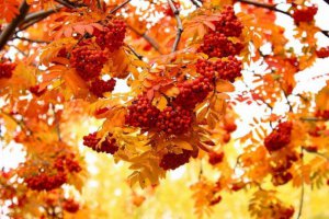 Найтепліший день жовтня: кого потішить осіннє сонце