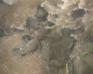 Шесть слонов погибли в водопаде, спасая друг друга
