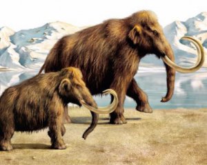 Вчені з&#039;ясували причину загибелі останніх мамонтів на Землі
