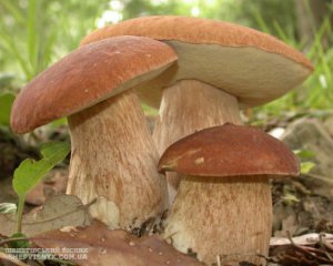 Цены на грибы растут, как после дождя: причины неурожая