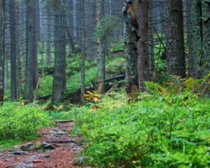 Спасатели разыскивают 49-летнюю туристку, которая заблудилась в лесу