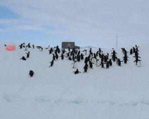 На станції &quot;Академік Вернадський&quot; з&#039;явилися пінгвіни